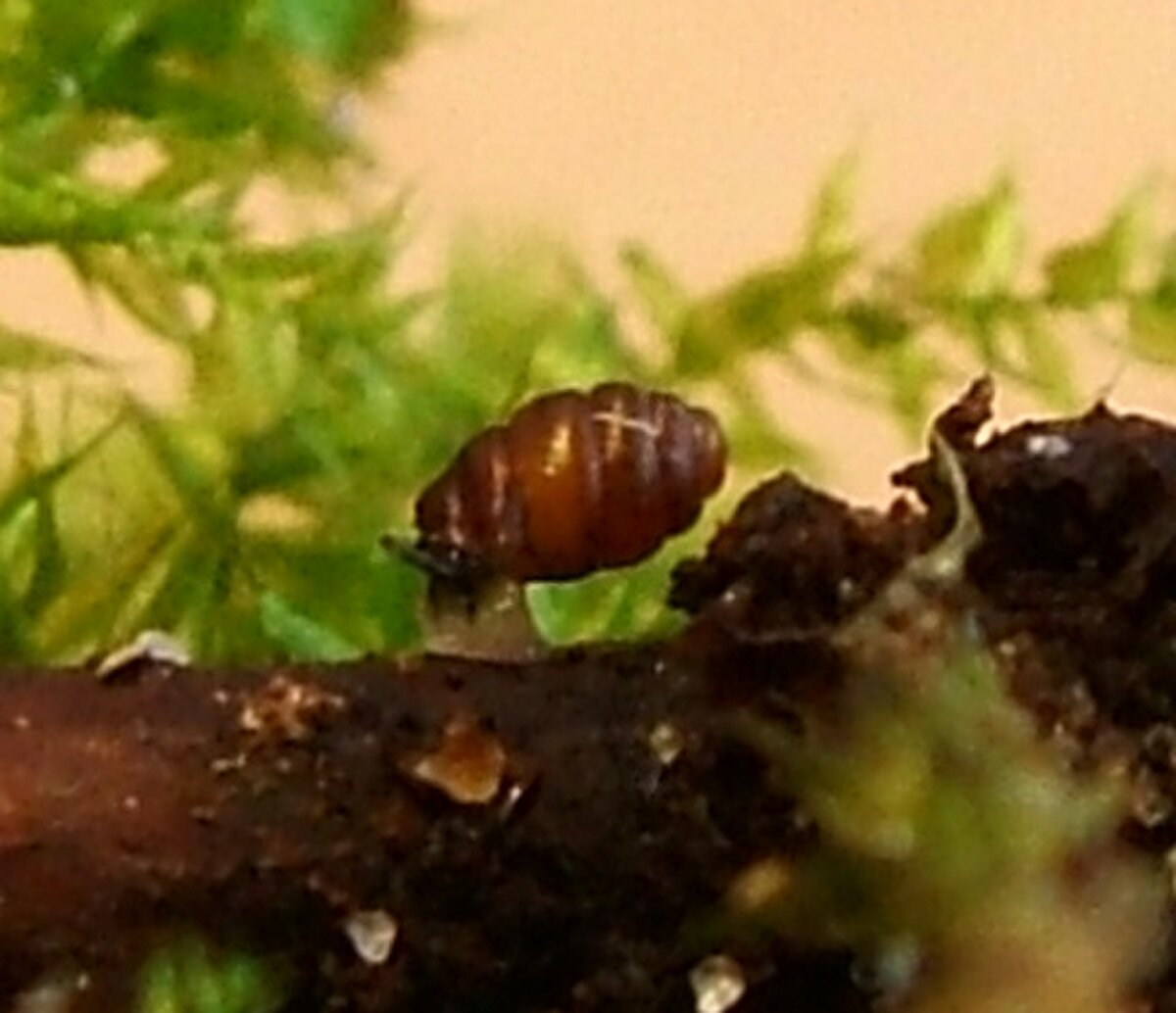 Vertigo angustior