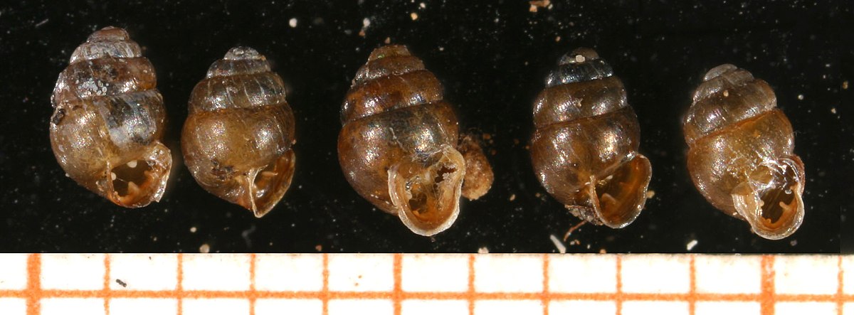 Vertigo moulinsiana