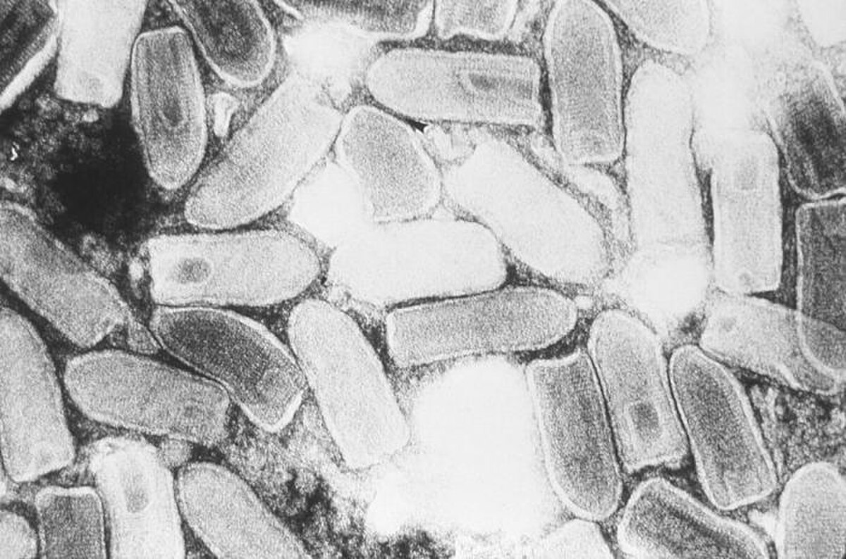 Virus de la stomatite vésiculaire