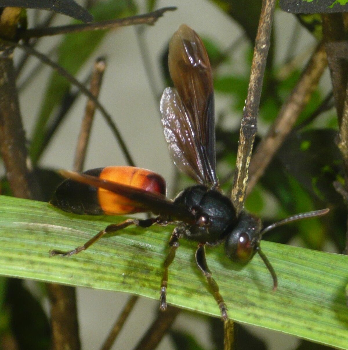 Vespa affinis