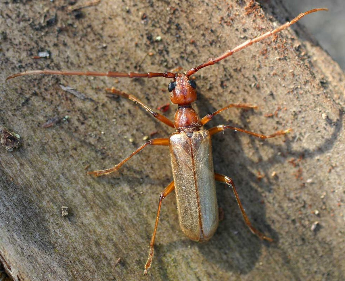 Vesperidae