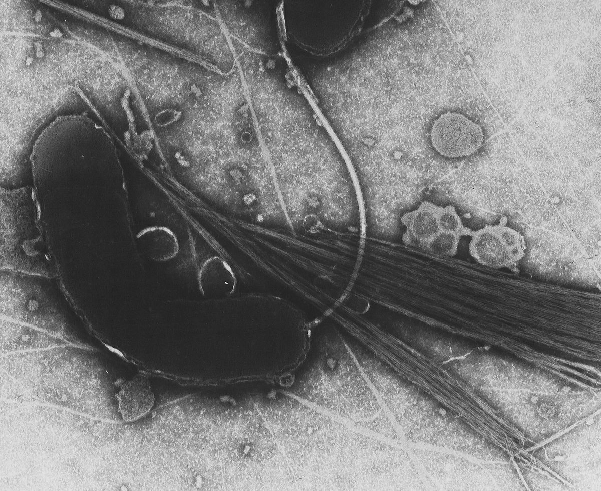 Vibrio