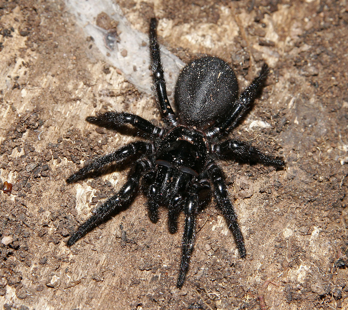Hexathelidae