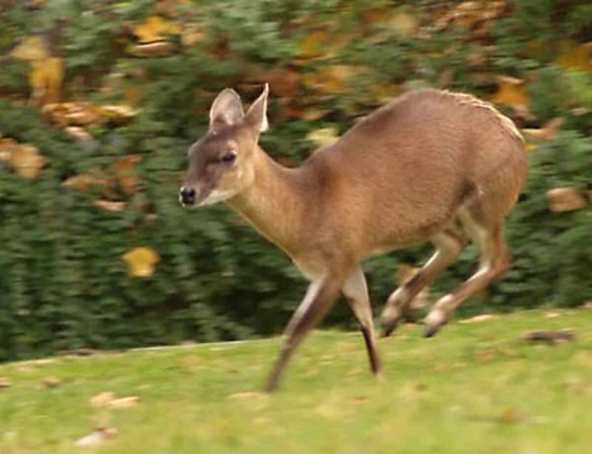 Antilope tétracère