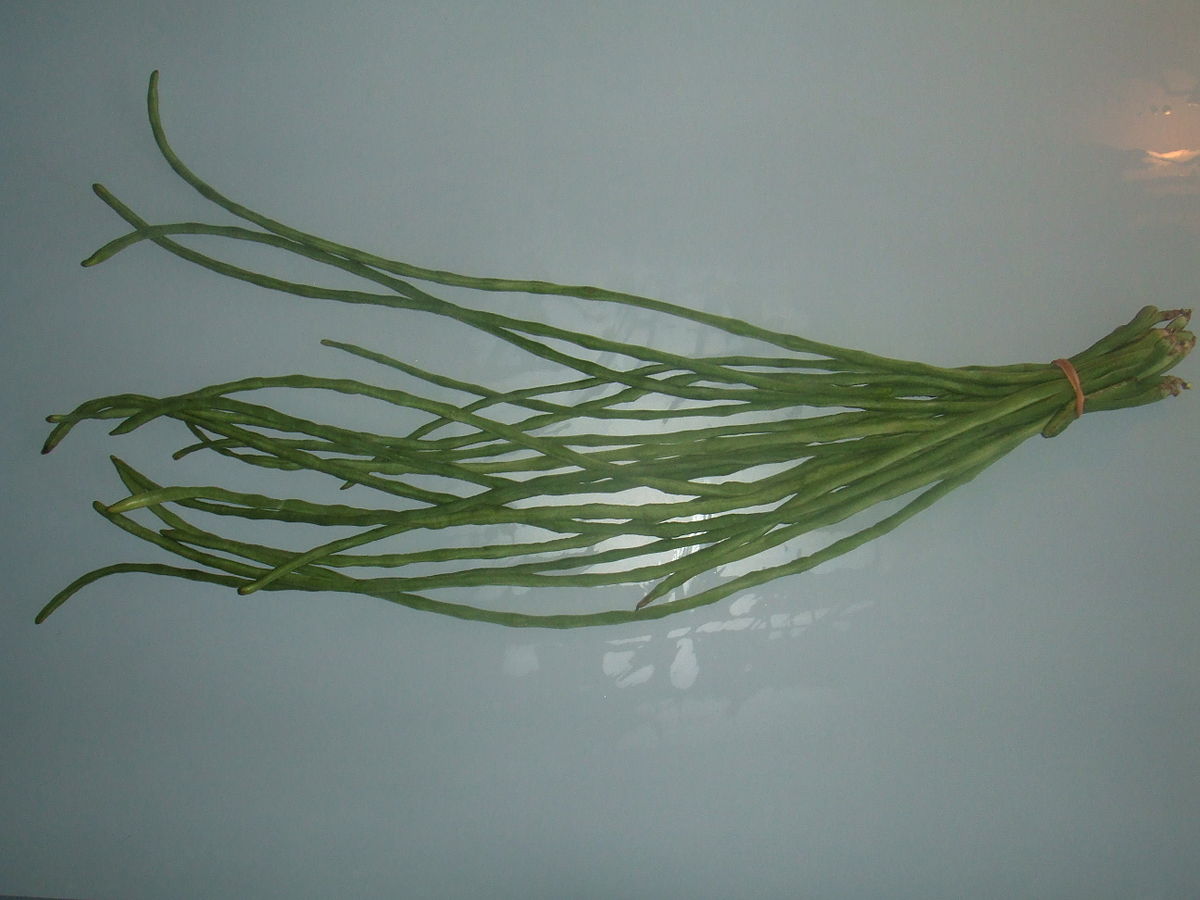 Vigna unguiculata