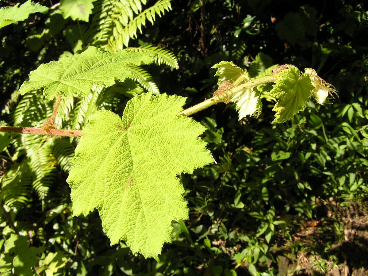 Vigne marronne