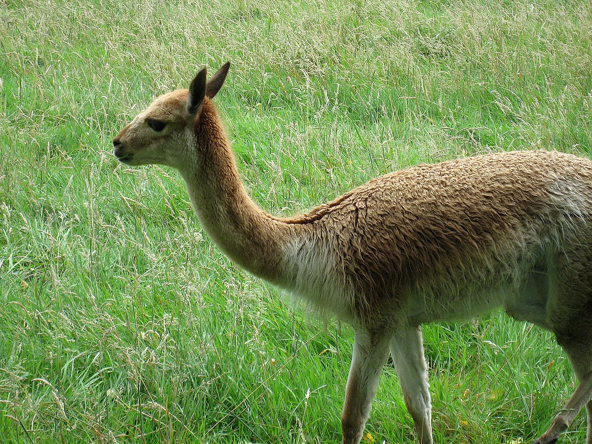 Camelidae