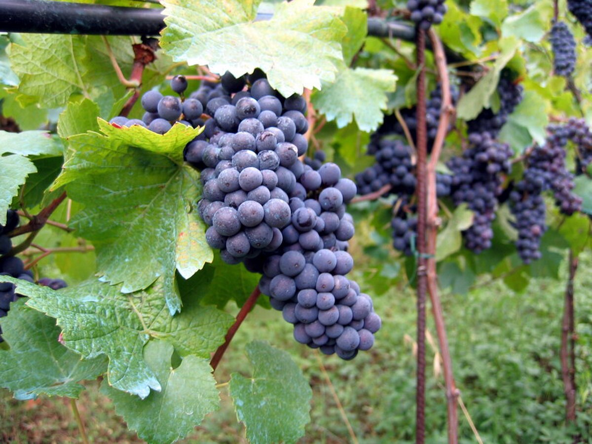 Grappe de raisin