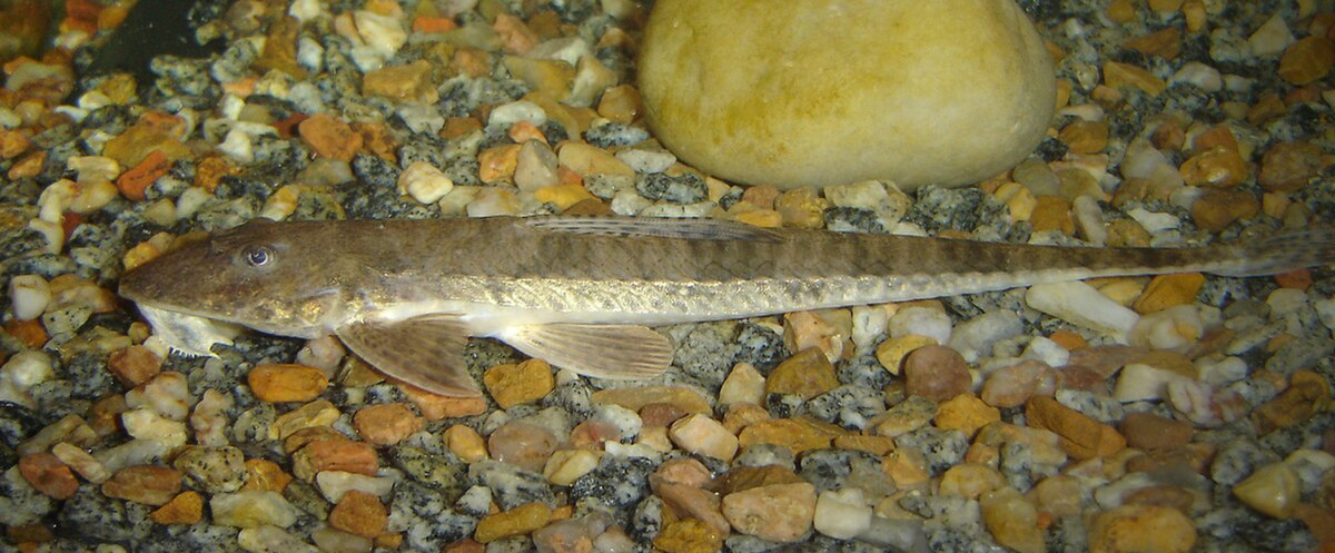 Rineloricaria