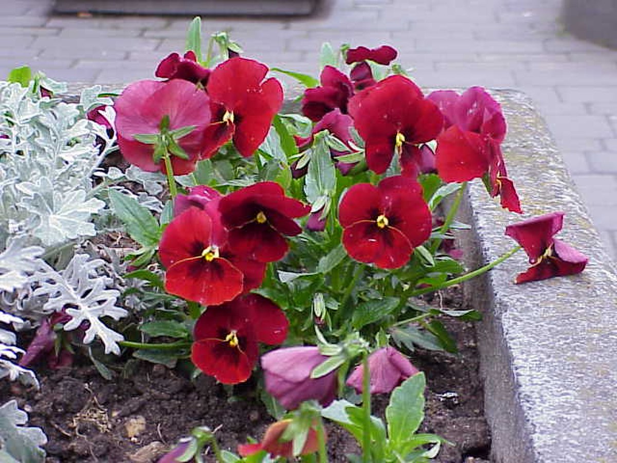 Violaceae