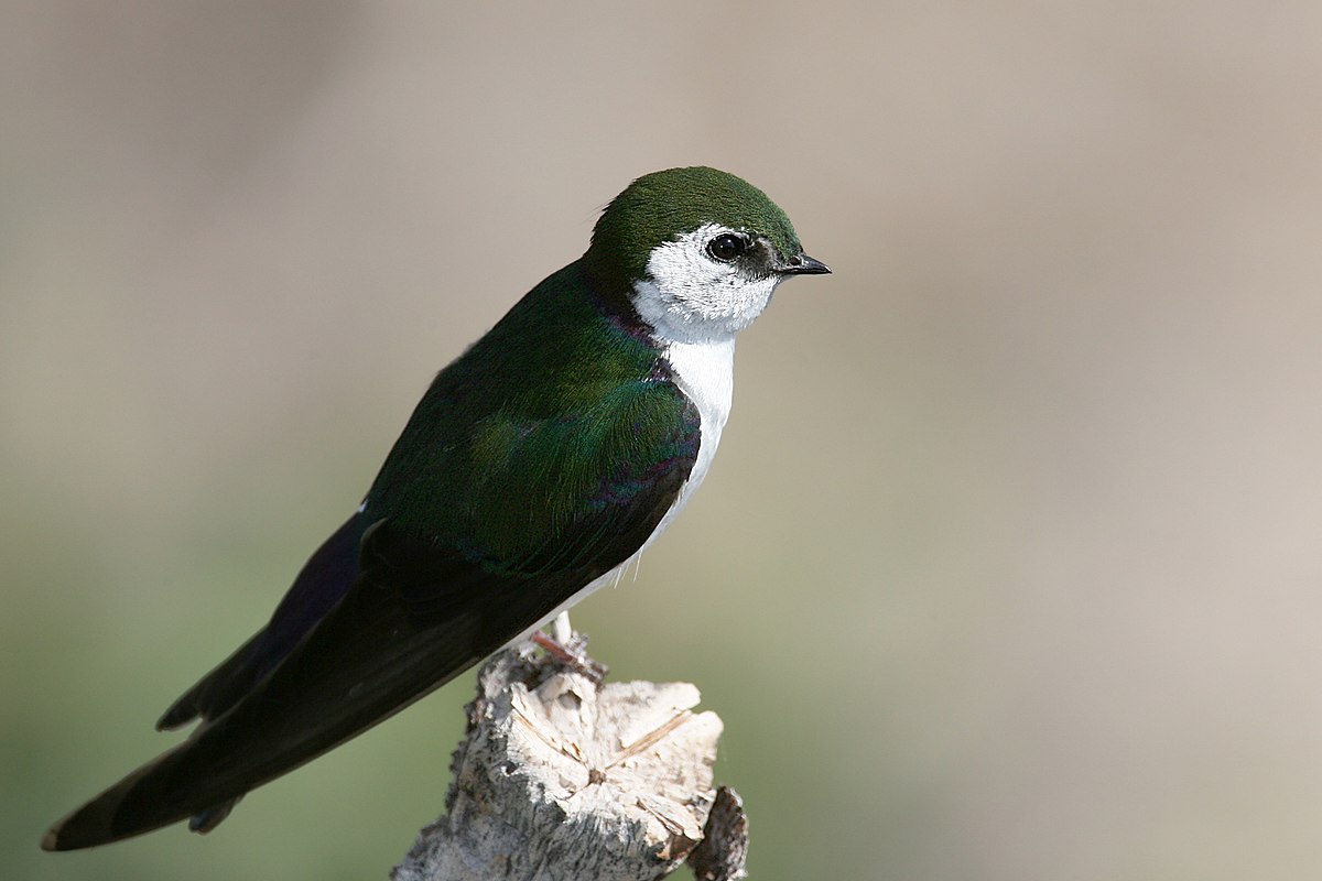 Hirondelle à face blanche