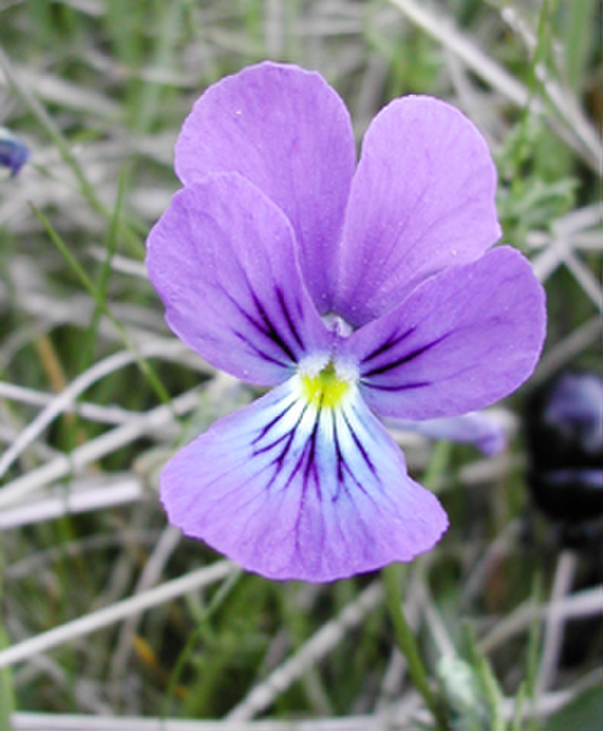 Viola tricolor (sous réserve)