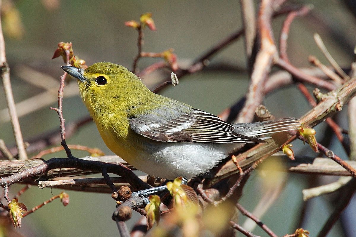 Vireo