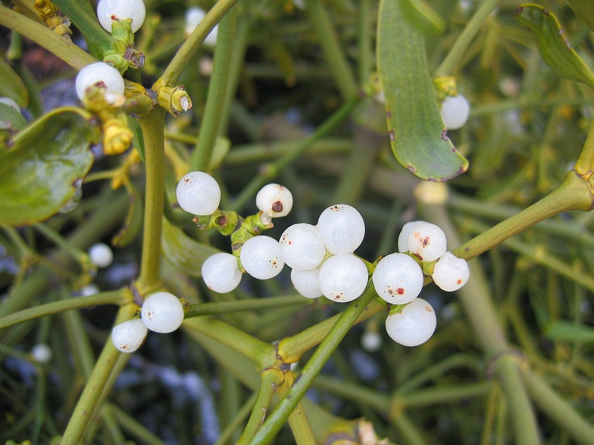 Une colle naturelle issue des baies du gui s’annonce prometteuse