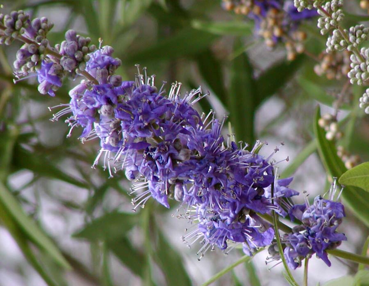 Vitex