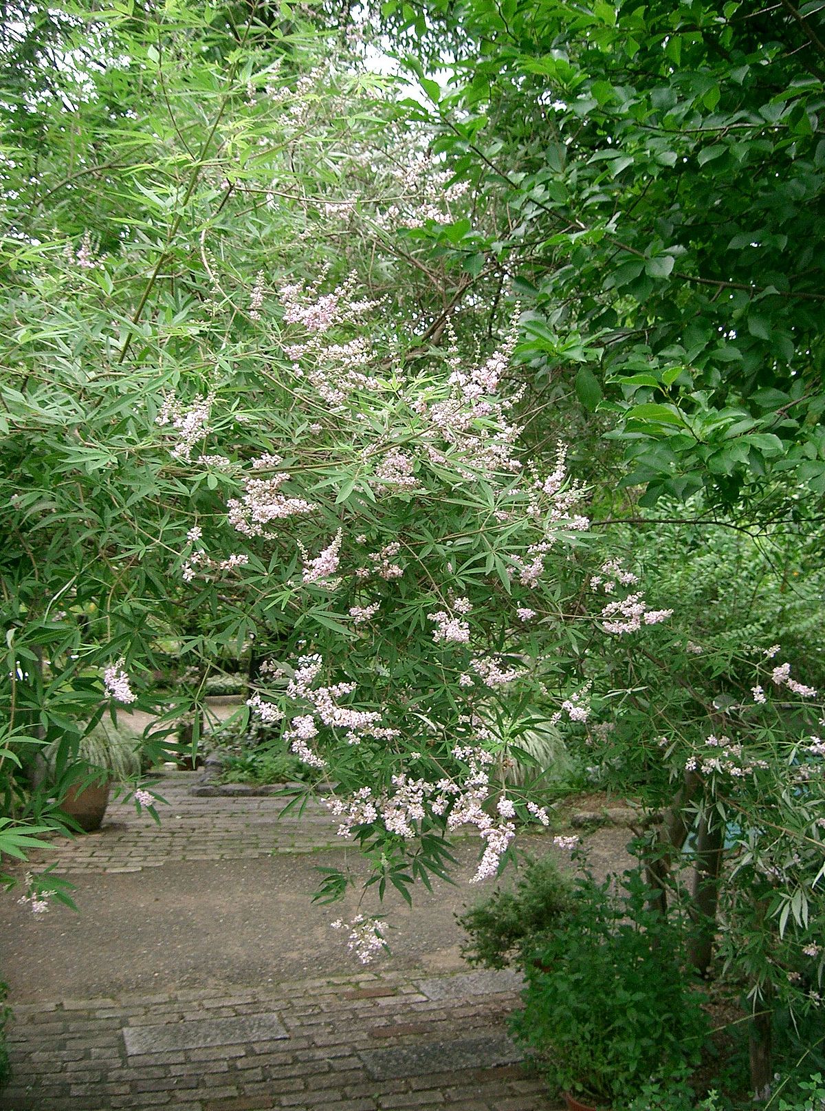 Vitex agnus-castus
