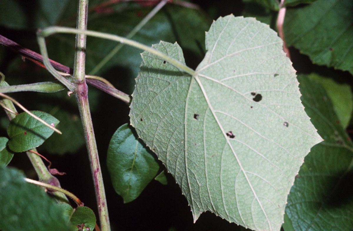 Vitis berlandieri