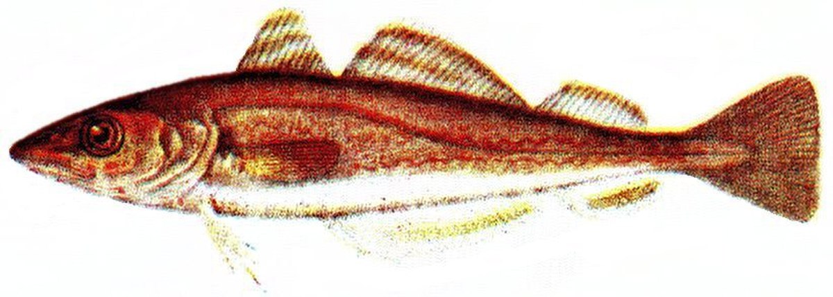 Merlan