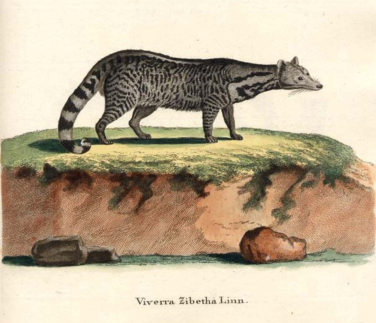 Viverra zibetha