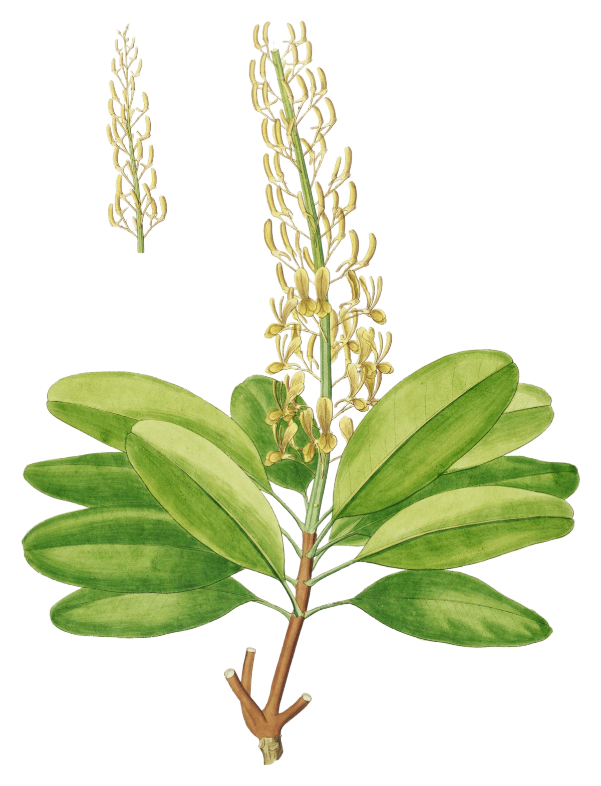 Vochysiaceae