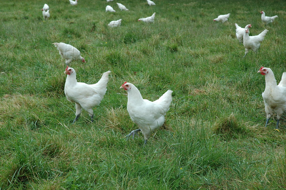 Poule