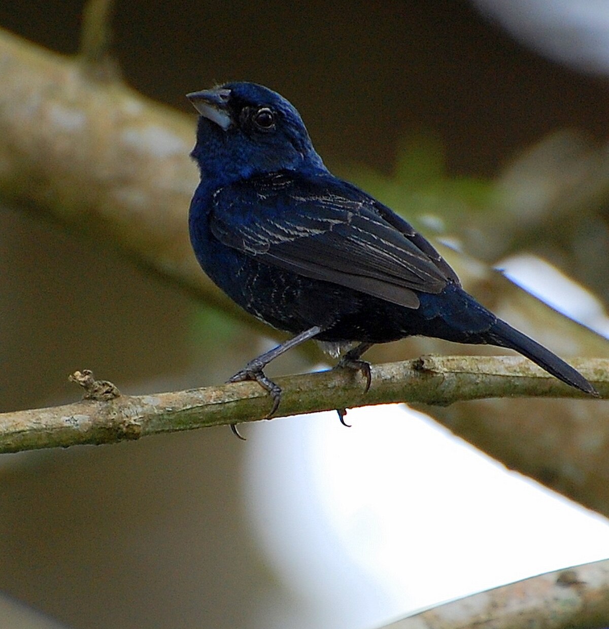 Jacarini noir