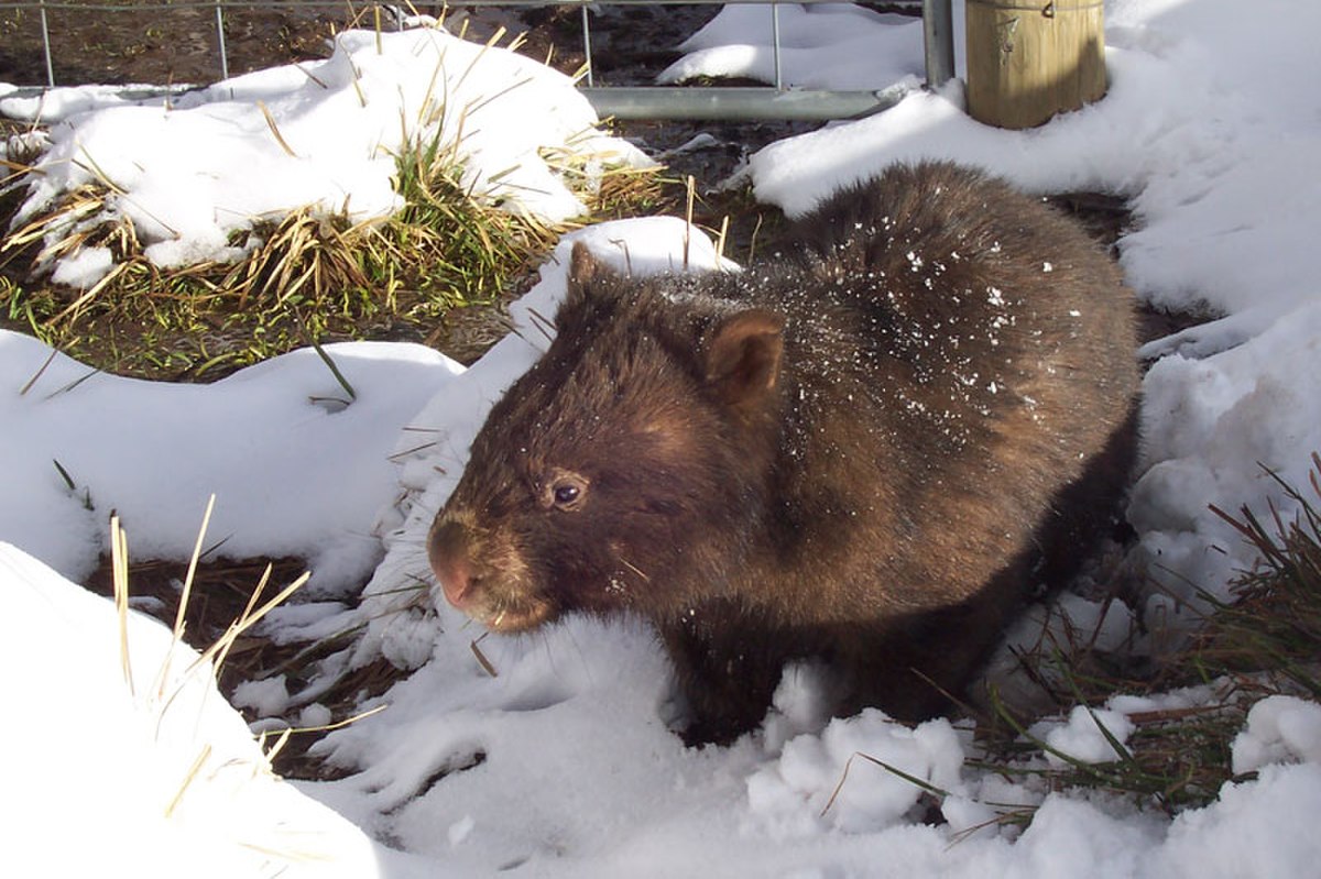 Marsupialia