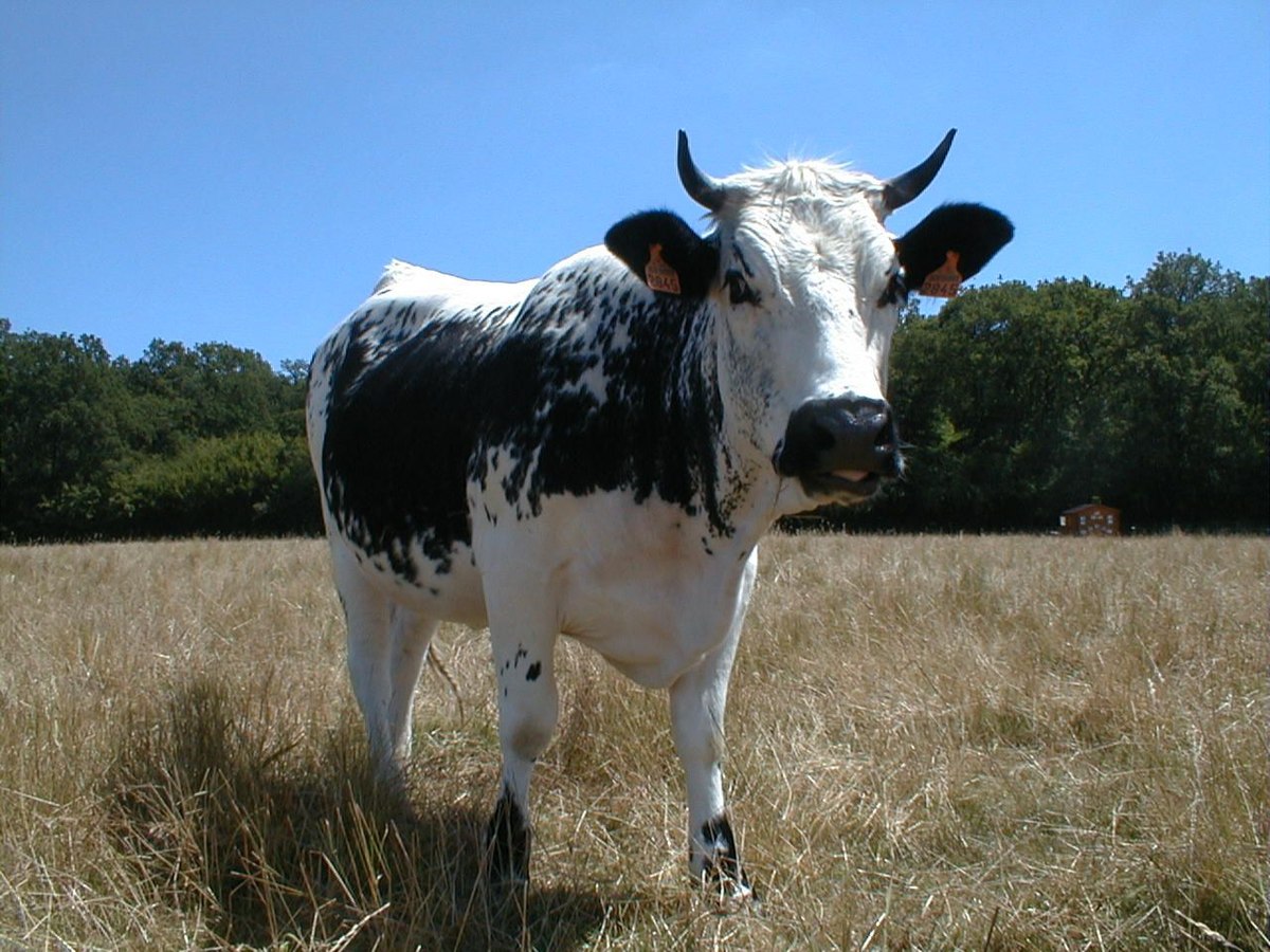 Vosgienne (race bovine)