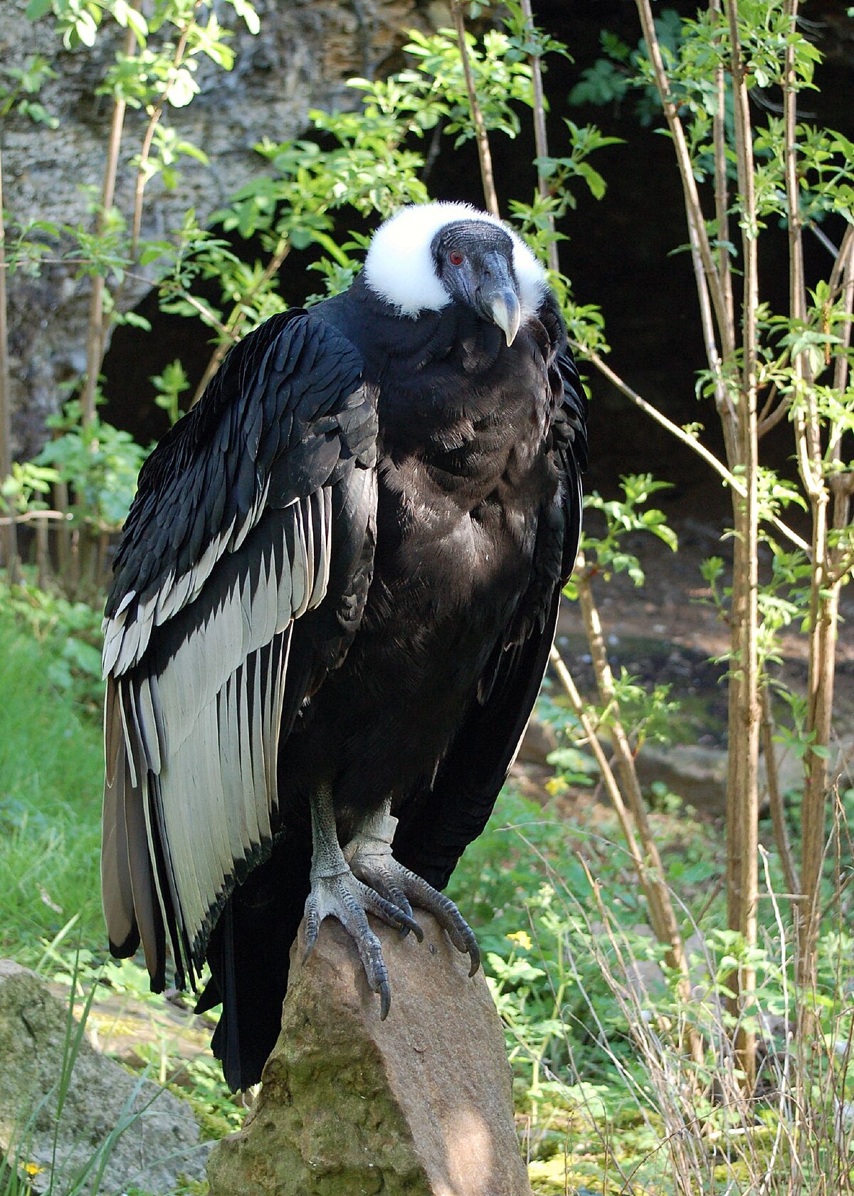 Condor des Andes
