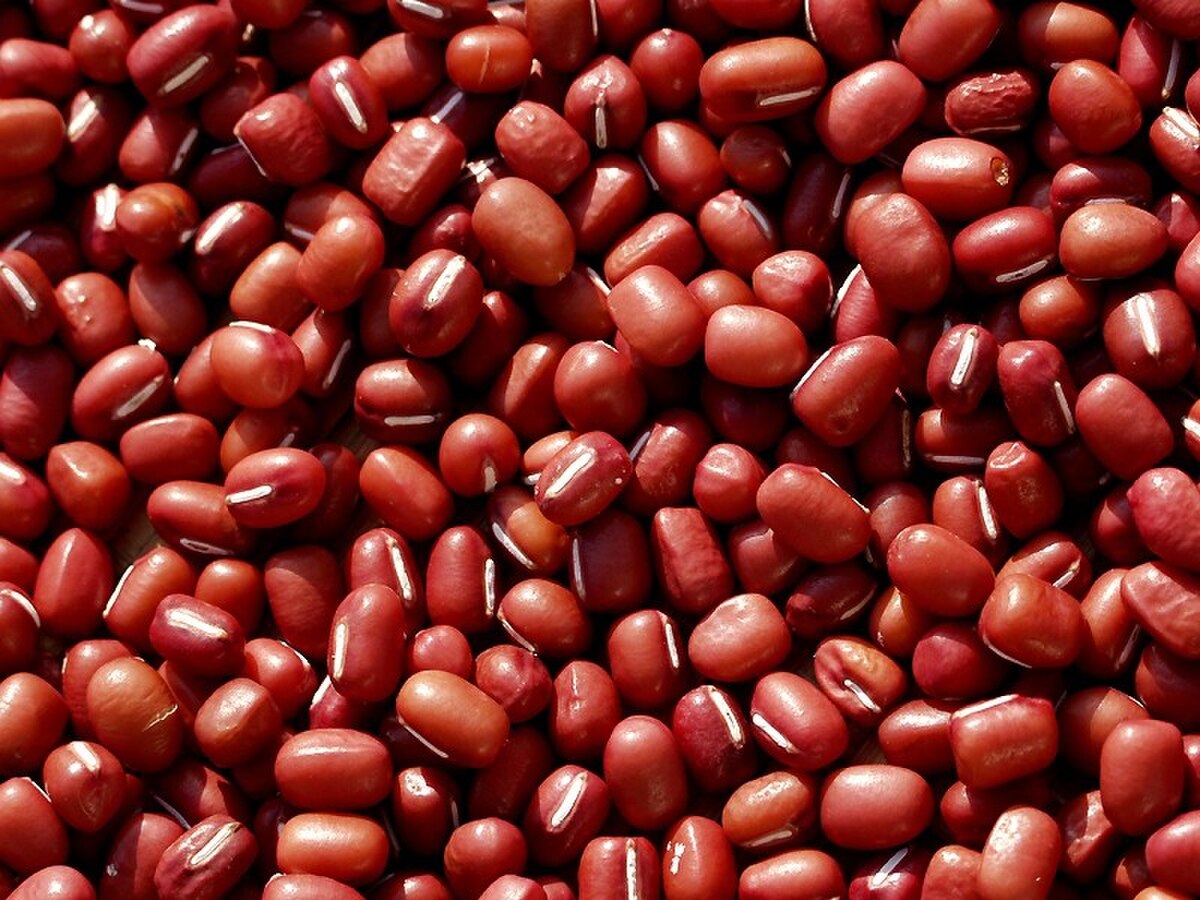 Vigna