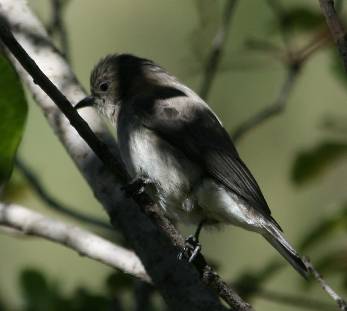 Indicatoridae