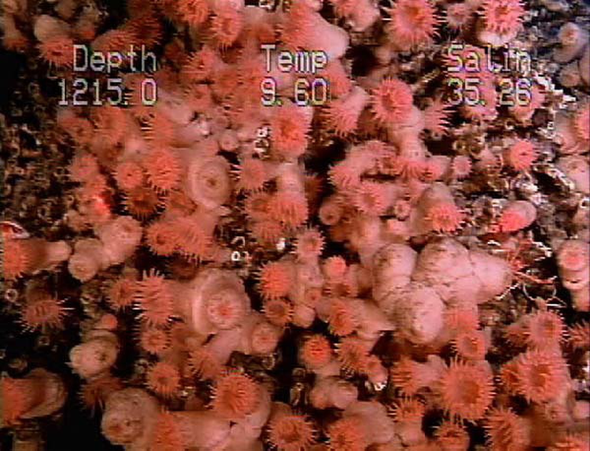 Wall of anemones.jpg