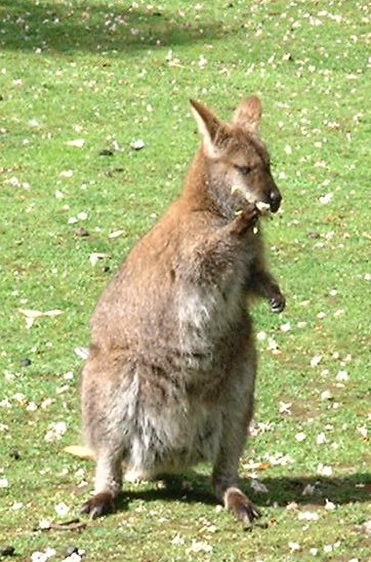 Wallaby à cou rouge