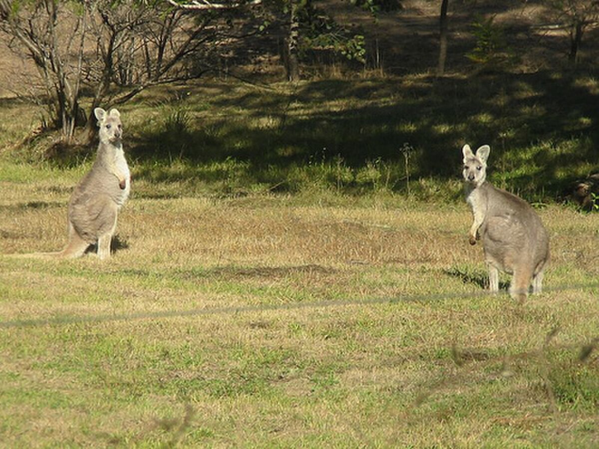 Wallaroo 2.jpg