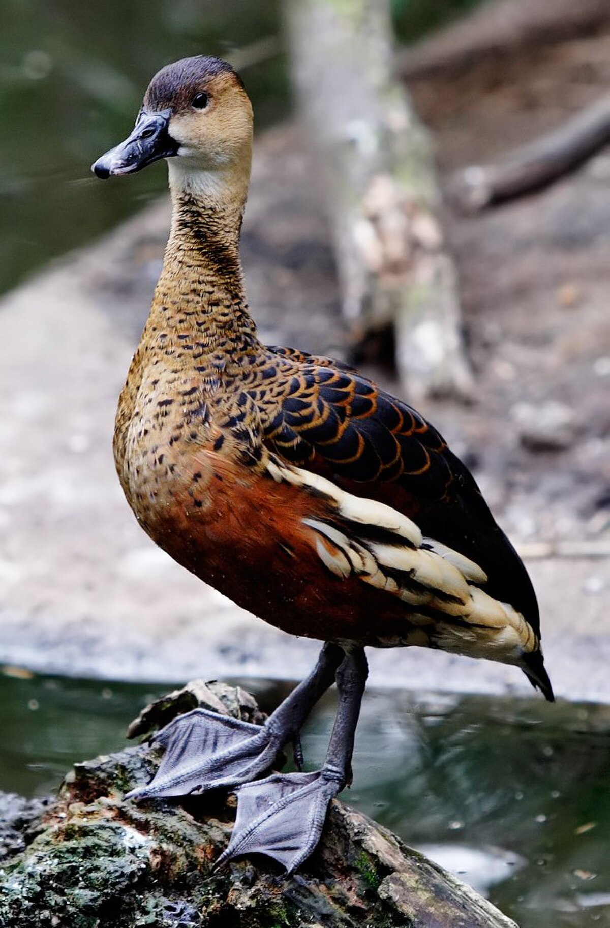 Dendrocygne à lunules