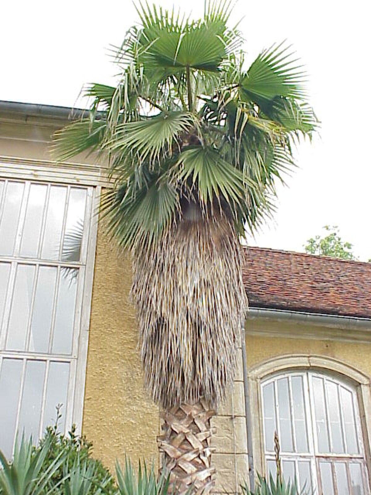 Washingtonia robusta