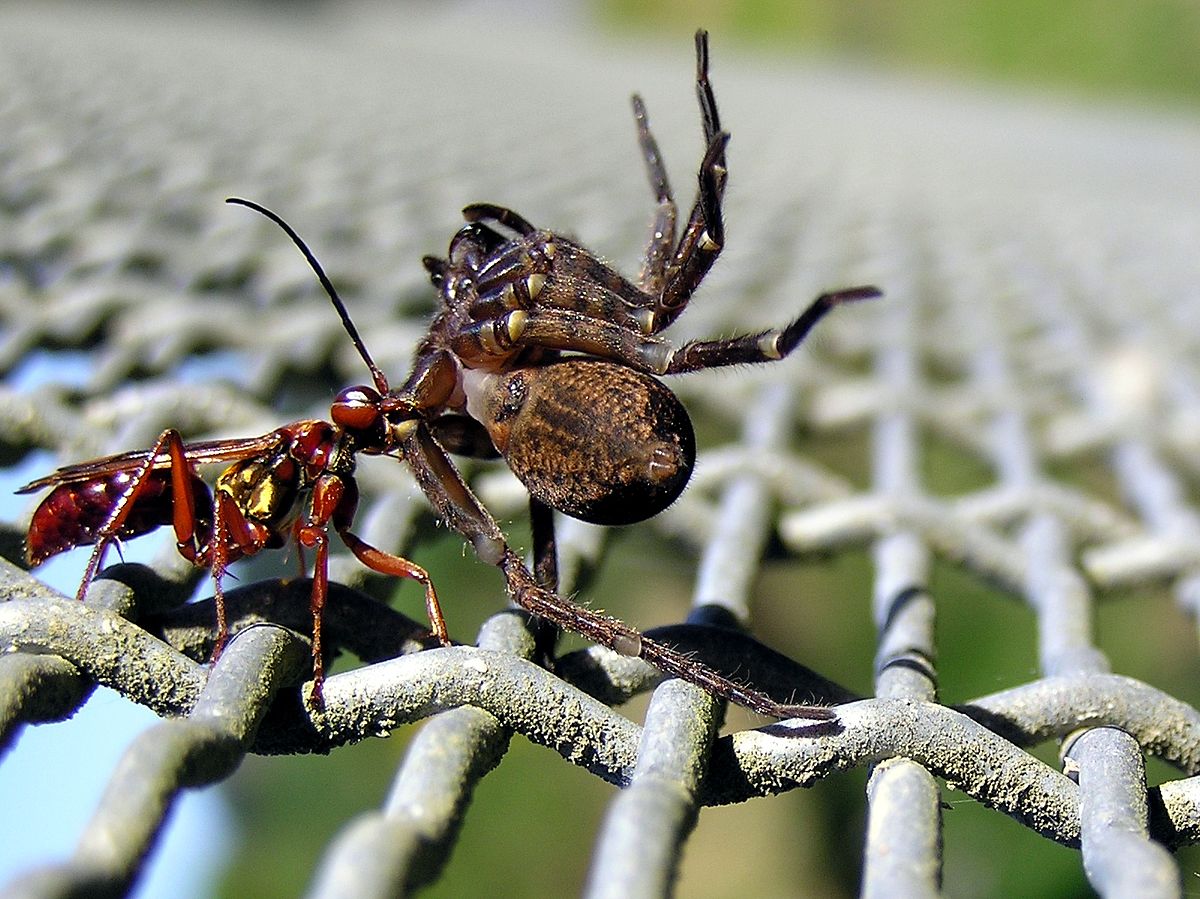 Pompilidae