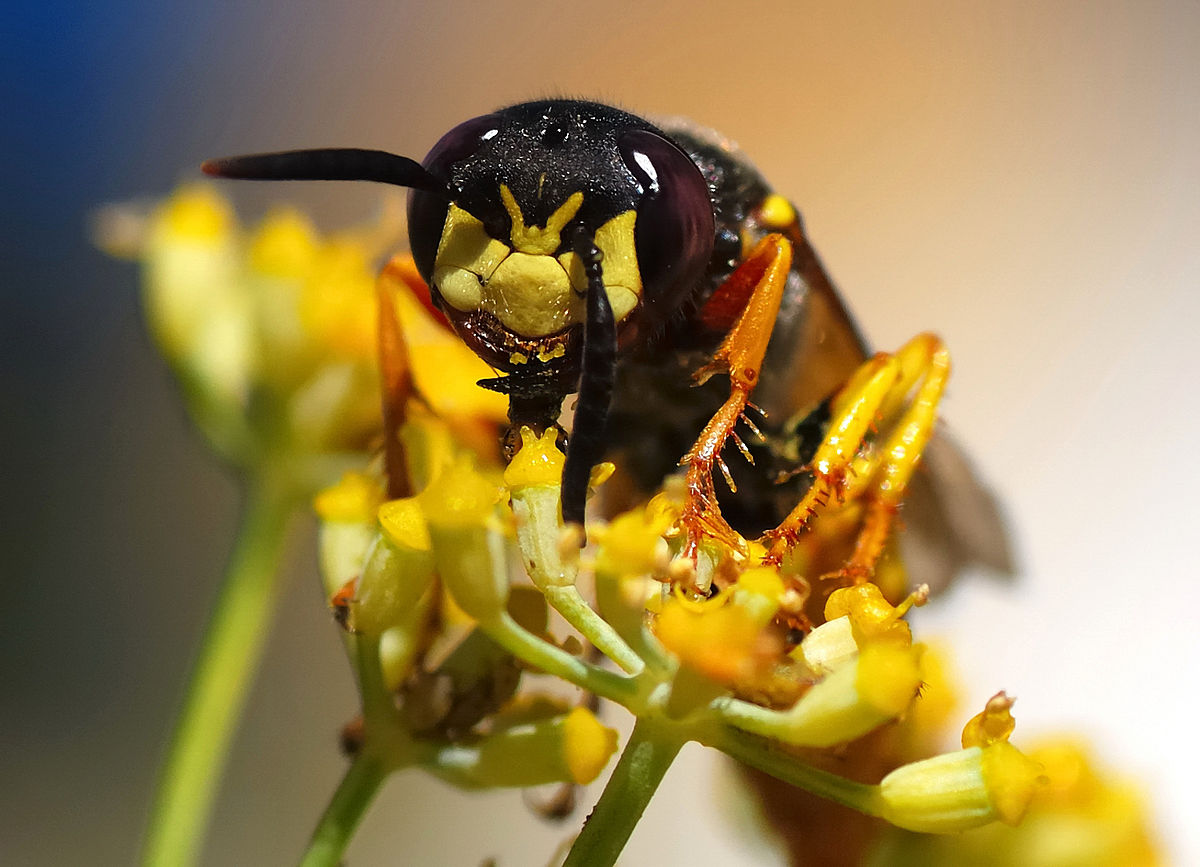 Crabronidae