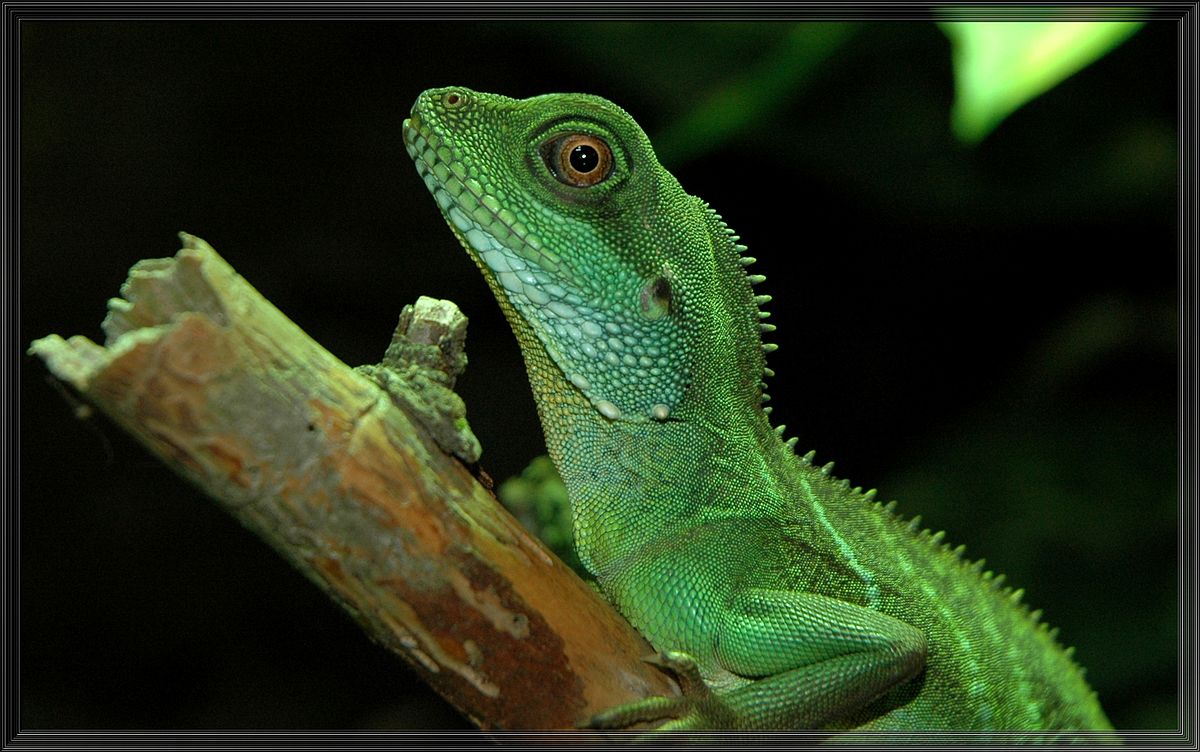 Physignathus cocincinus