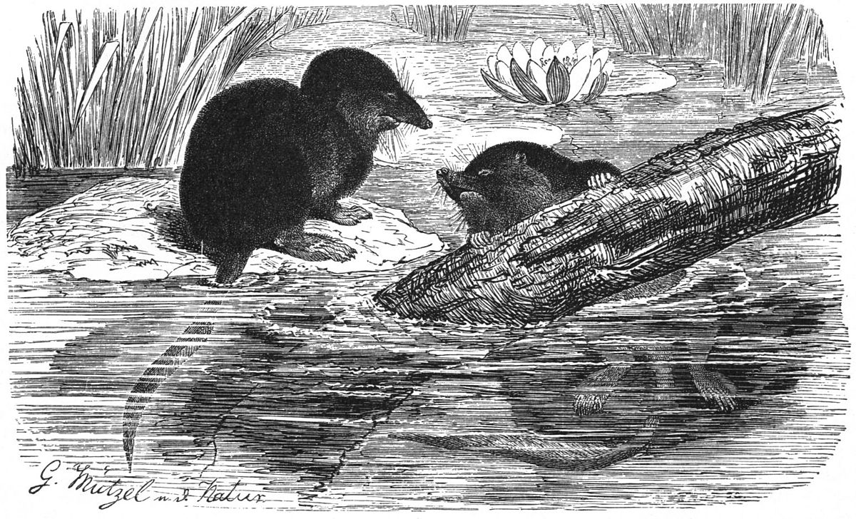 Neomys fodiens