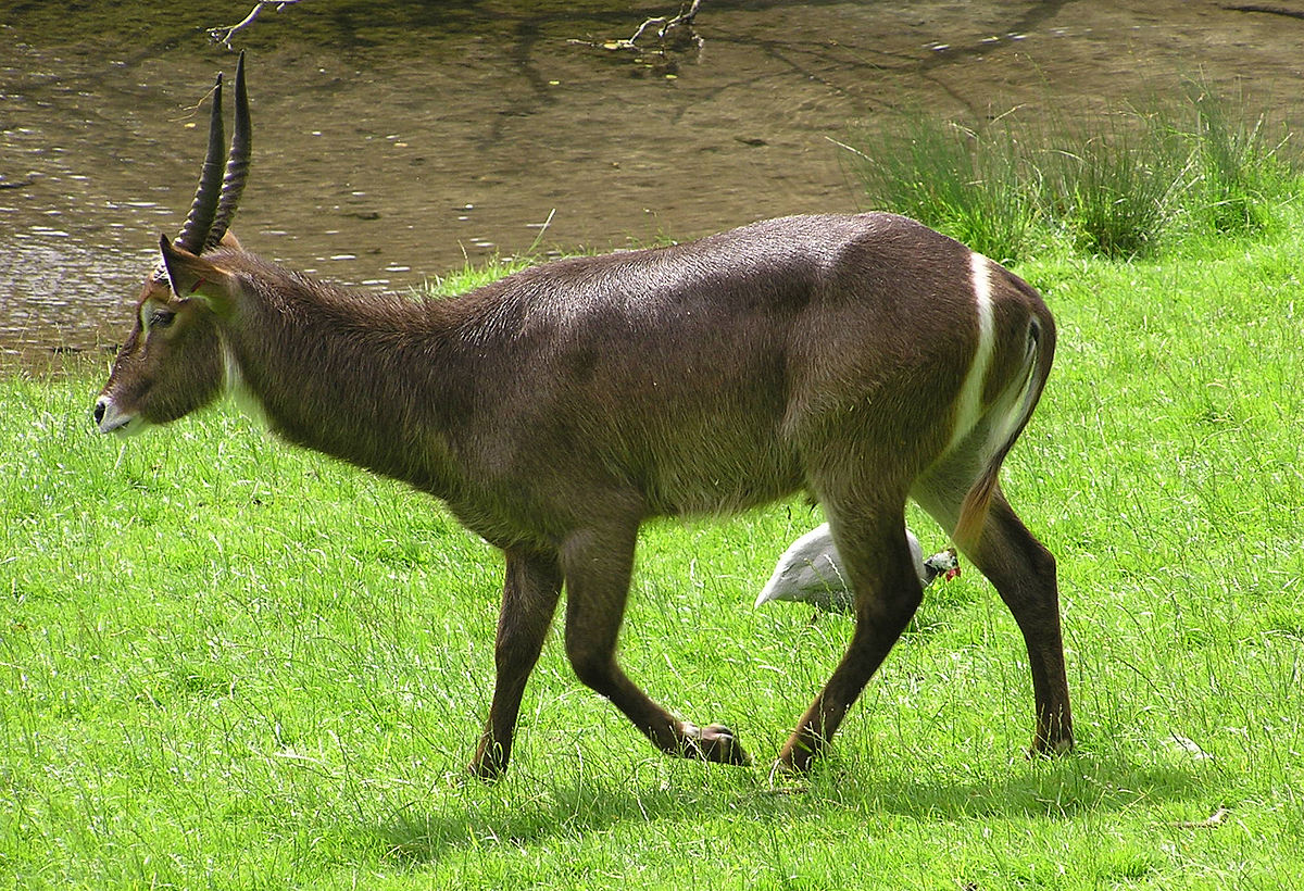 Kobus ellipsiprymnus