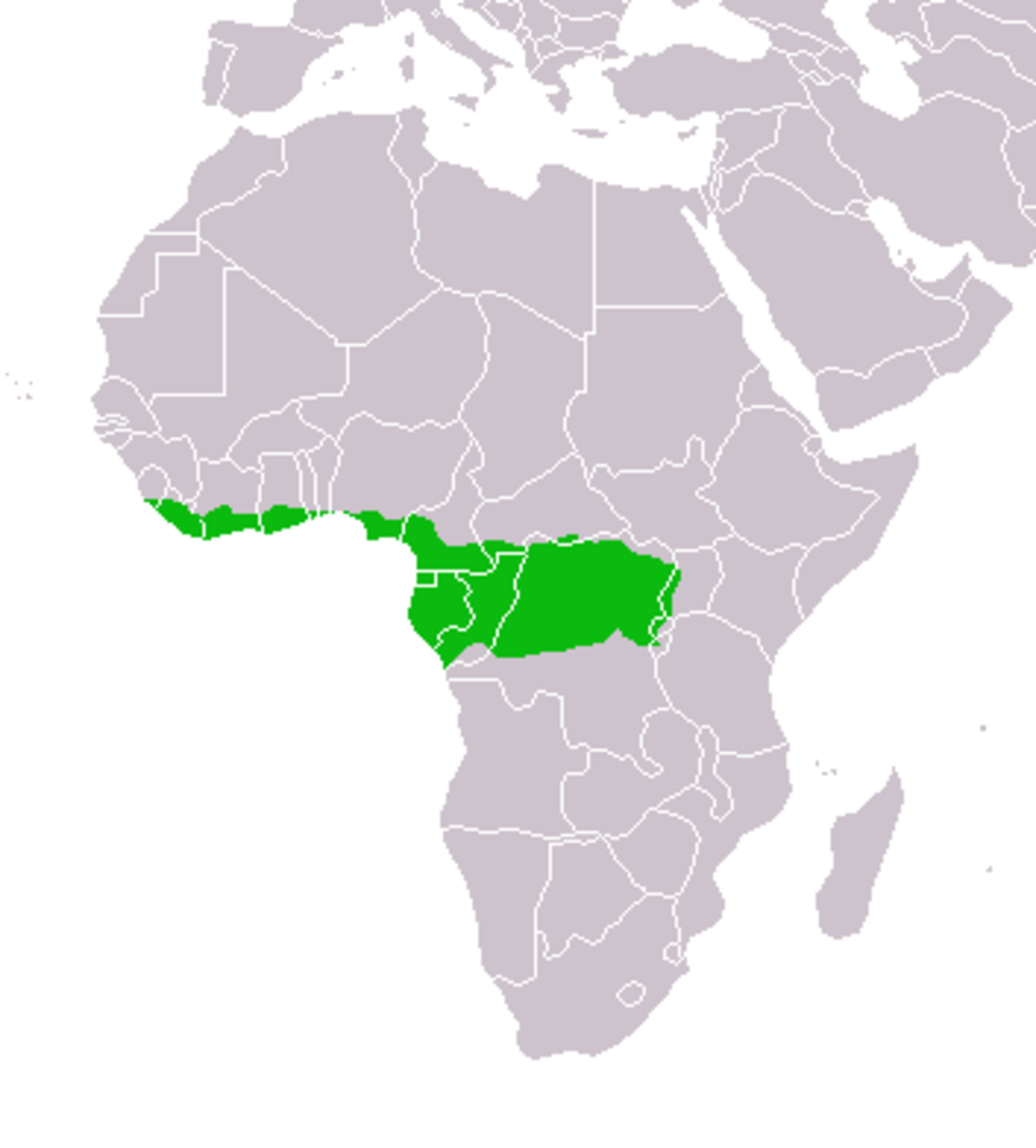 Chevrotain aquatique