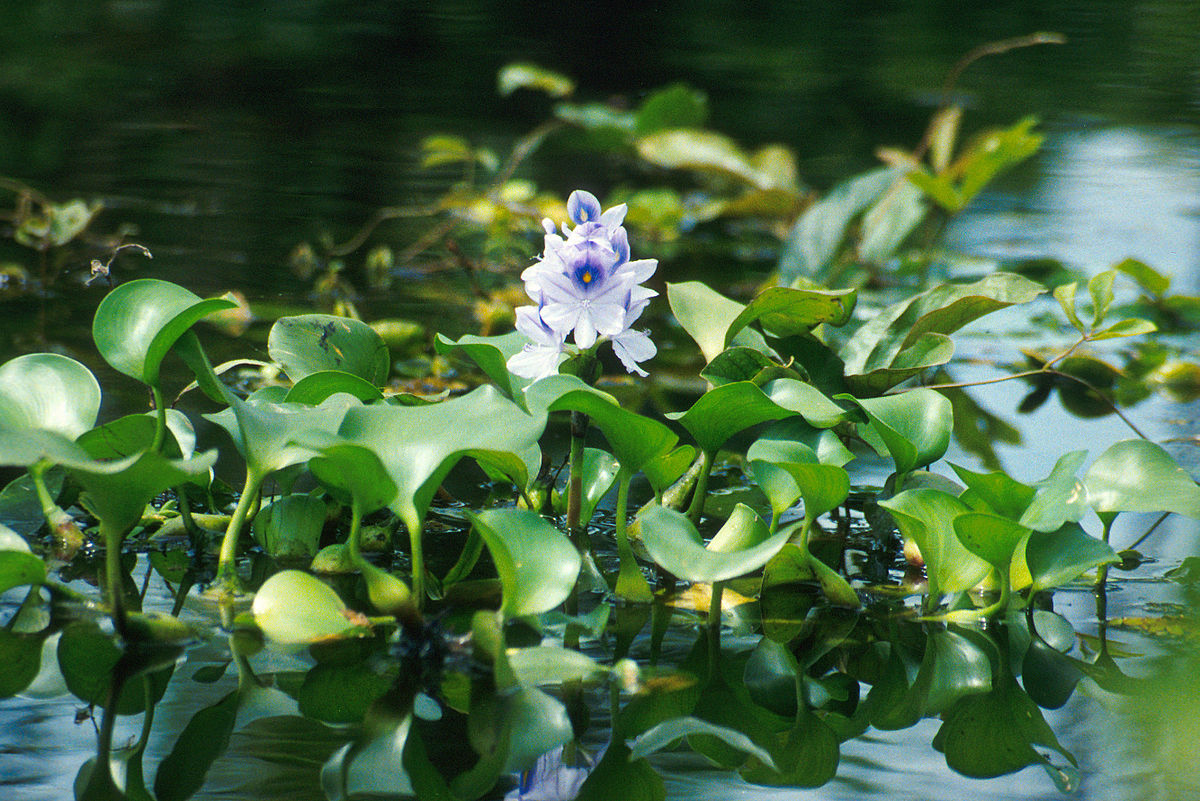 Eichhornia