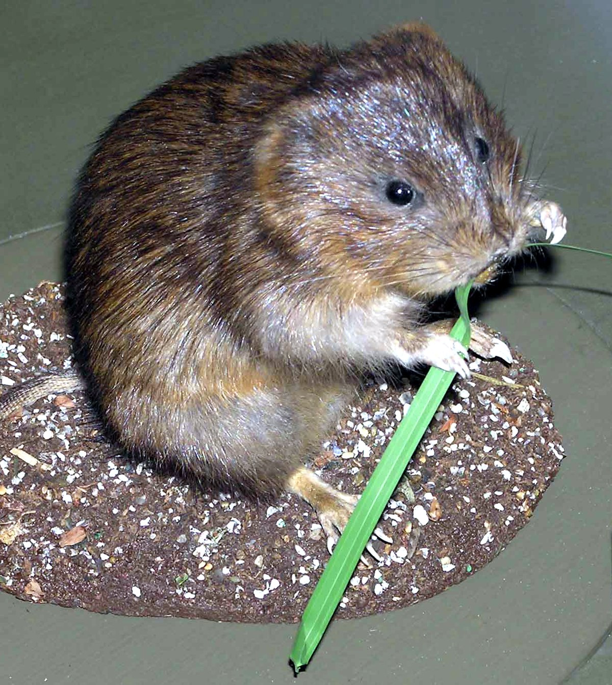 Arvicola terrestris