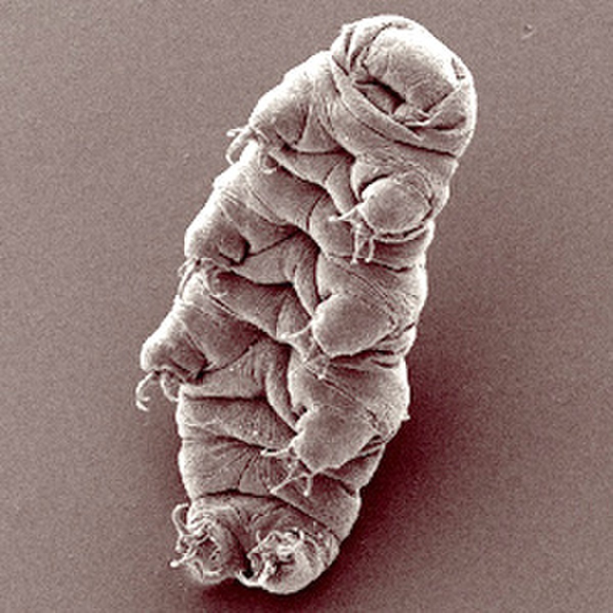Tardigrada