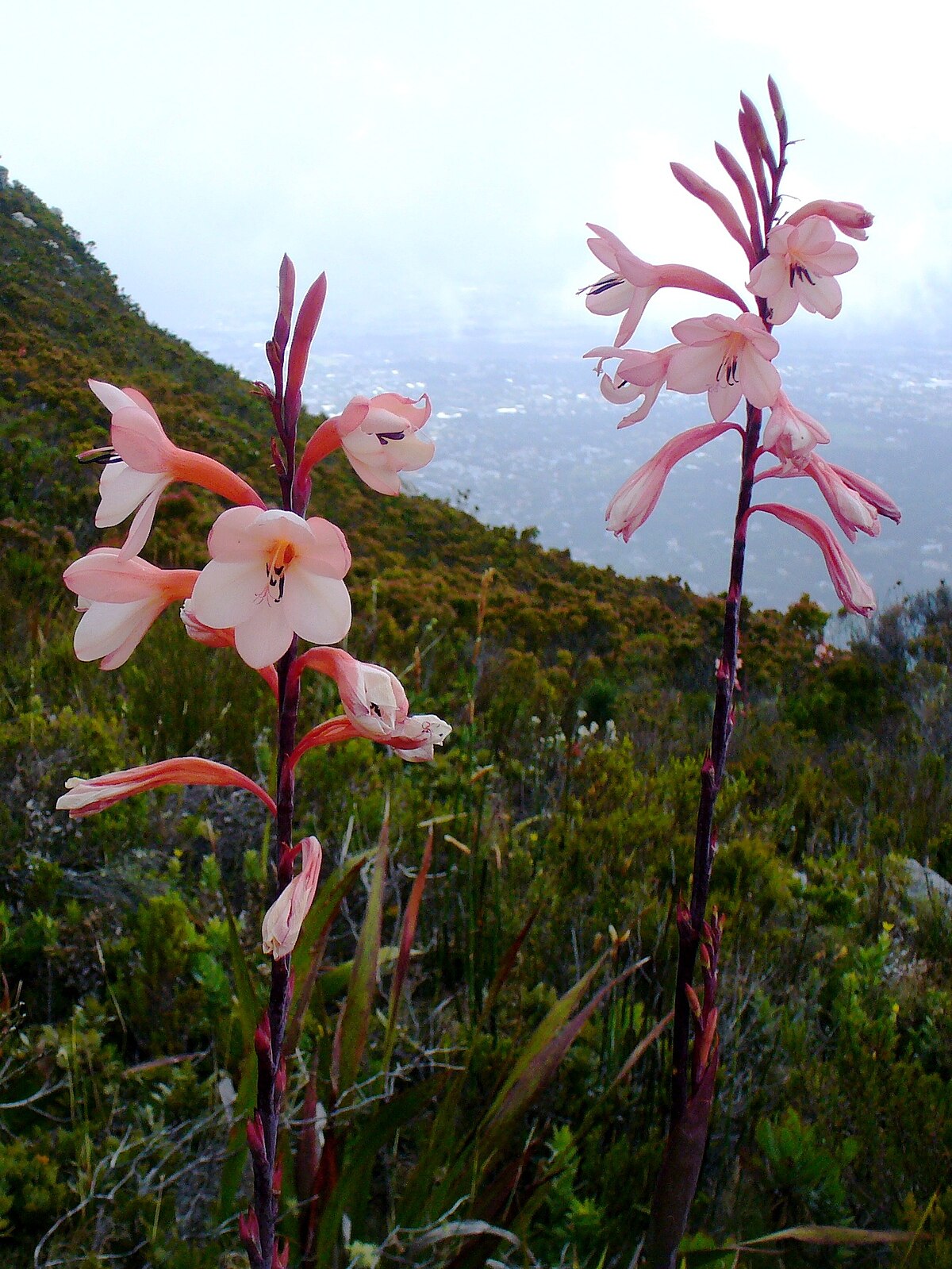 Watsonia