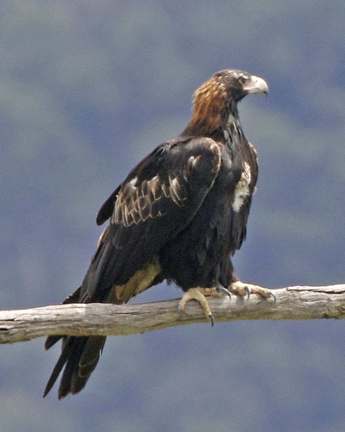Aigle d'Australie