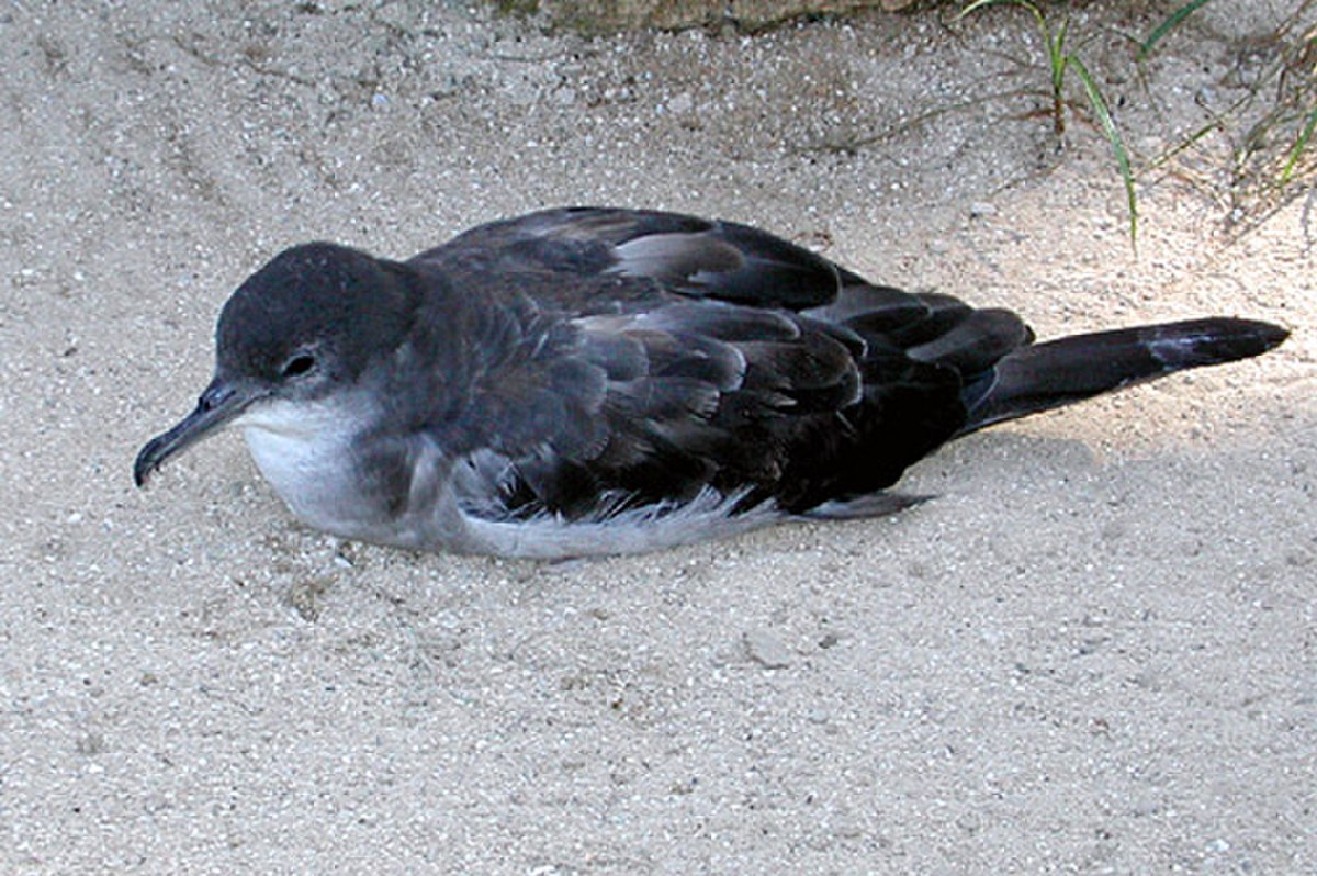 Procellariidae