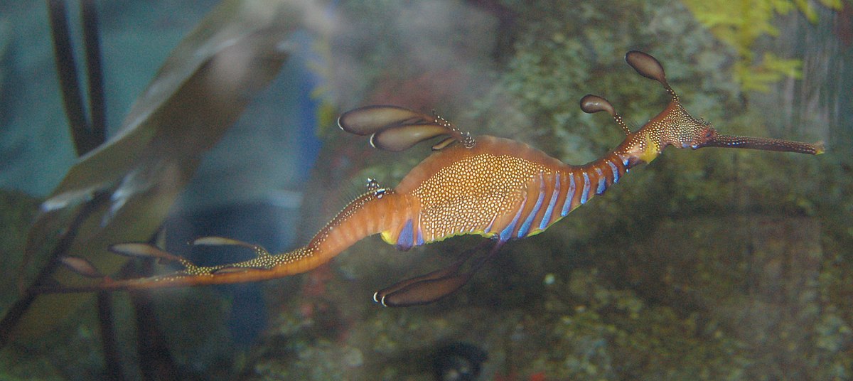 Syngnathinae