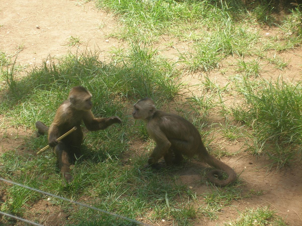 Cebus olivaceus